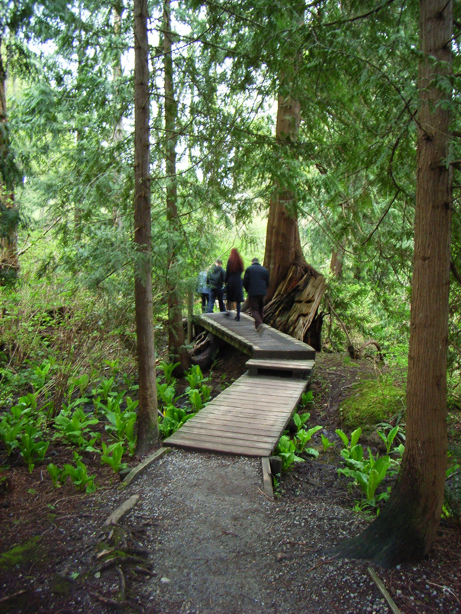 Boardwalk through old-growth cedar
