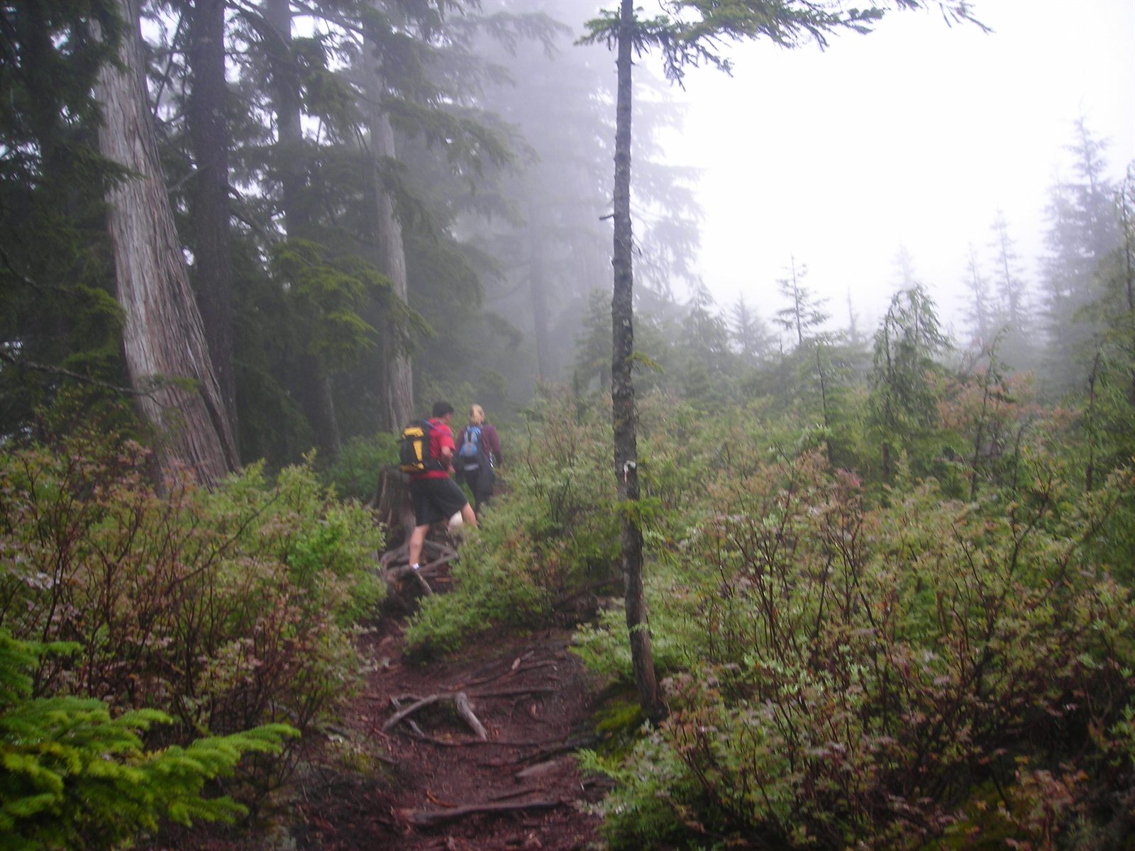 Hikers on a foggy Buntzen Lake trail